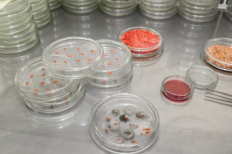 Petri dish. Microbiological laboratory. Mold and fungal cultures. Bacterial research